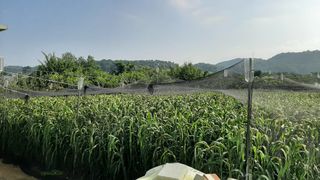 서상기 은퇴농장님의 기타작물 · 자유게시판 작성글 사진