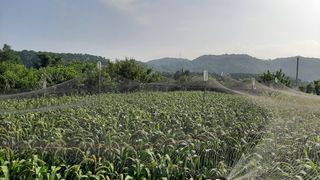 서상기 은퇴농장님의 기타작물 · 자유게시판 작성글 사진