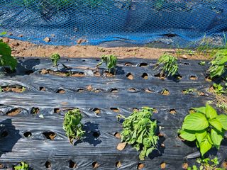 김용규님의 들깨 · 병해충상담 작성글 사진