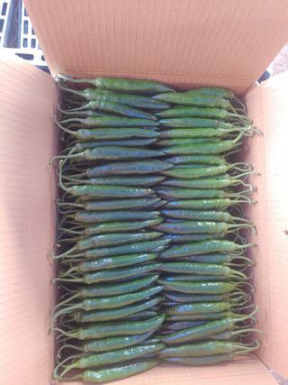 콩나라최여순님의 고추 · 수확 작성글 사진