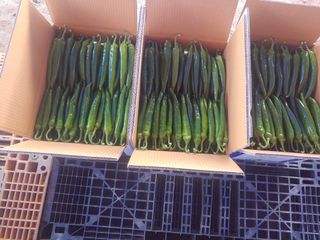 콩나라최여순님의 고추 · 수확 작성글 사진