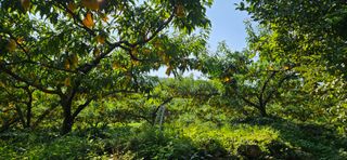 이기훈님의 복숭아 · 영농일지 작성글 사진