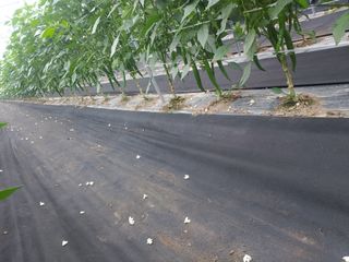 콩나라최여순님의 고추 · 지주설치•유인•성장 작성글 사진