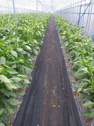 콩나라최여순님의 고추 · 지주설치•유인•성장 작성글 사진