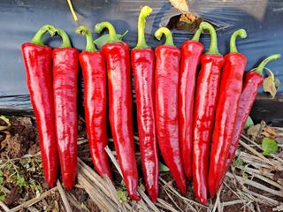 곽해영님의 고추 · 수확 작성글 사진