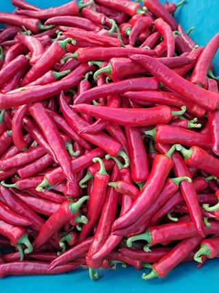 곽해영님의 고추 · 수확 작성글 사진