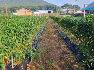 곽해영님의 고추 · 수확 작성글 사진