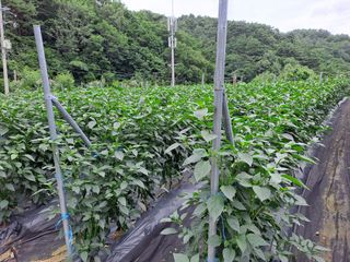 강정희님의 고추 · 지주설치•유인•성장 작성글 사진