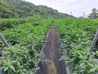 강정희님의 고추 · 지주설치•유인•성장 작성글 사진