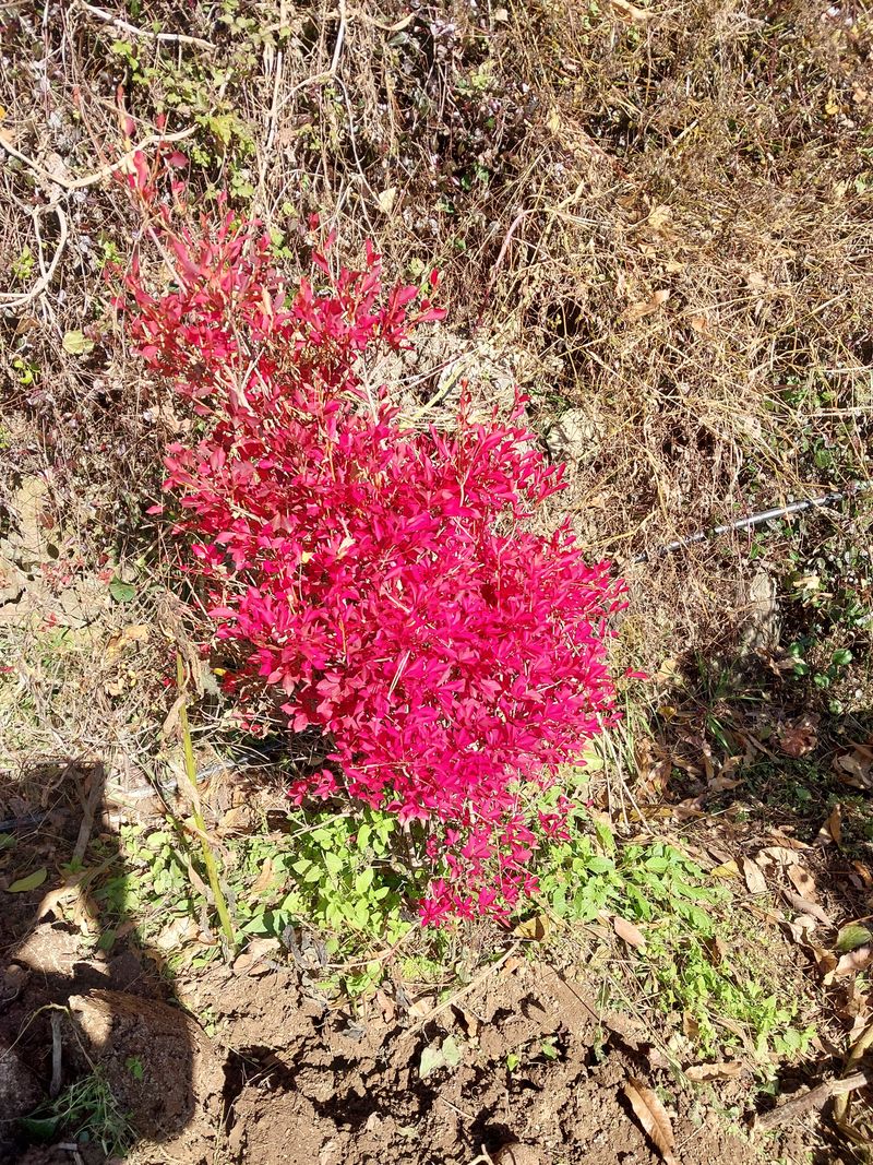 양복연님의 장터 판매 상품 [각종삽목 털이묘(년중판매)] 첨부 사진