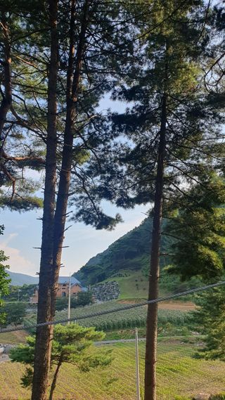 인생은 소풍처럼님의 옥수수 · 자유게시판 작성글 사진