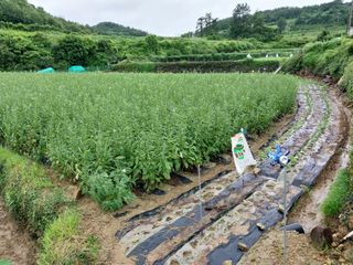 5월출석왕이레요님의 자유주제 · 자유게시판 작성글 사진