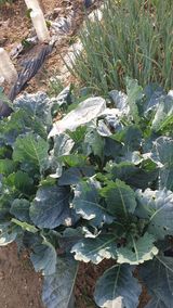 팜모닝 상추·병해충상담 게시글 이미지