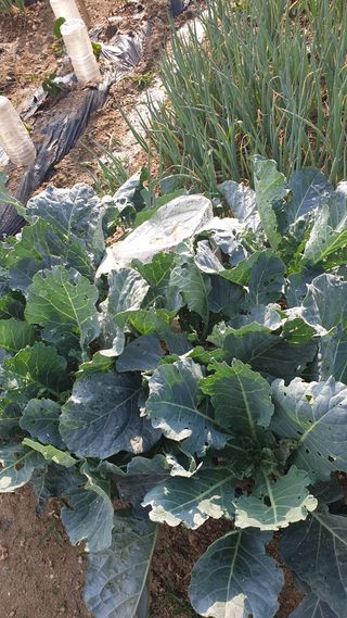 청정원님의 상추 · 병해충상담 작성글 사진