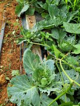 팜모닝 양배추·병해충상담 게시글 이미지