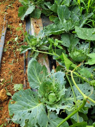 노종인님의 양배추 · 병해충상담 작성글 사진