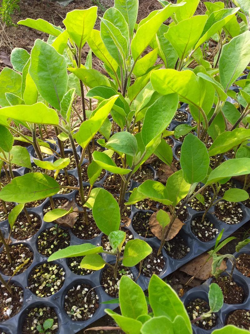 장터 상품 [가지모종700원] 썸네일