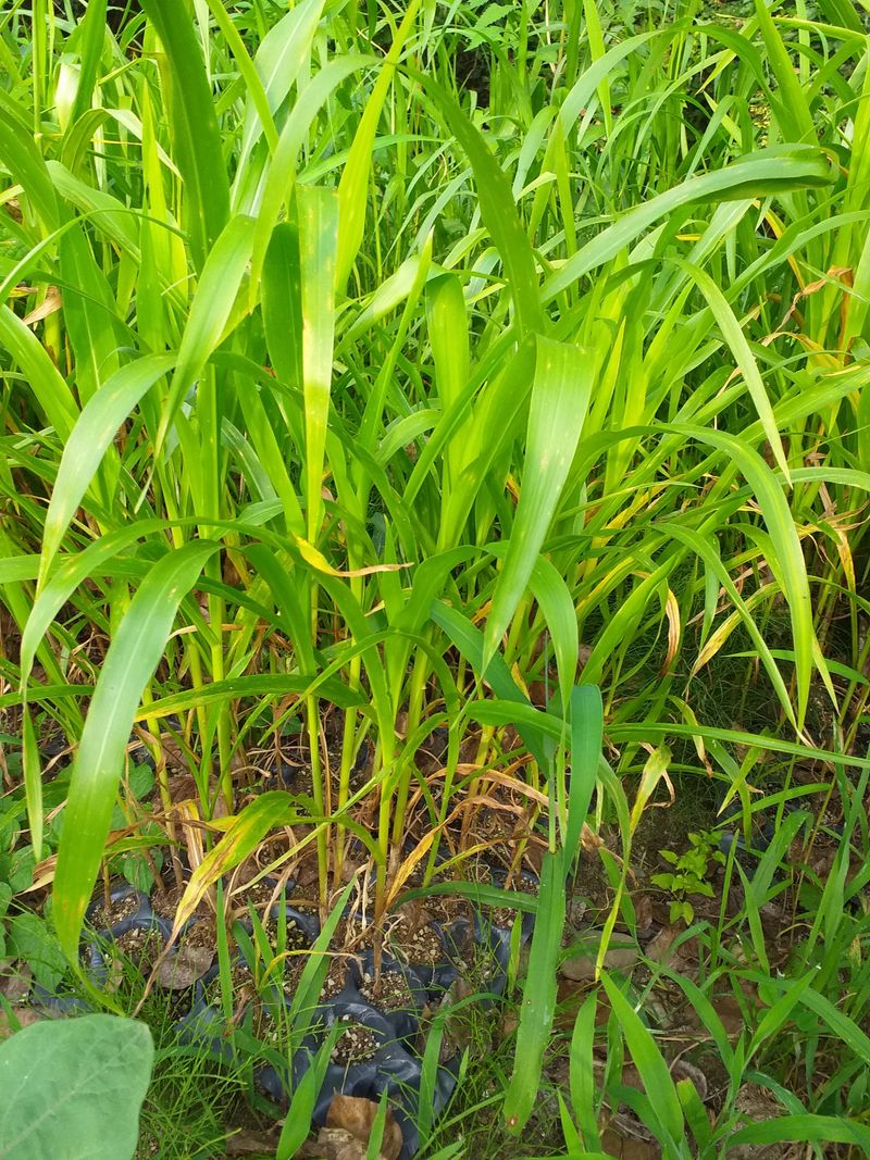 박시내님의 장터 판매 상품 [가지모종700원] 첨부 사진