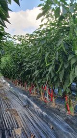 팜모닝 고추·일상 게시글 이미지