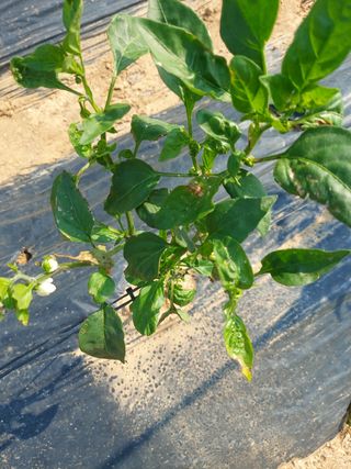 이화진님의 고추 · 병해충상담 작성글 사진