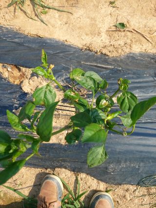 이화진님의 고추 · 병해충상담 작성글 사진