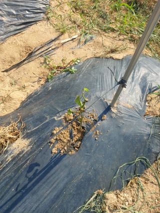 이화진님의 고추 · 병해충상담 작성글 사진