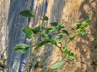 이화진님의 고추 · 병해충상담 작성글 사진