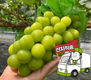 김시택샤인머스켓님의 작성글 사진