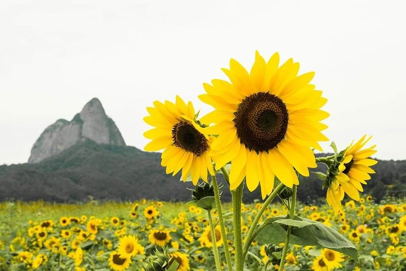 장터 상품 [아직 팔 물건이 없어요 연습을 해보았습] 썸네일