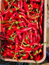 팜모닝 콩·영농일지 게시글 이미지