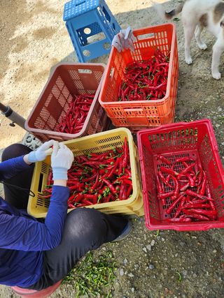 파더곰님의 콩 · 영농일지 작성글 사진