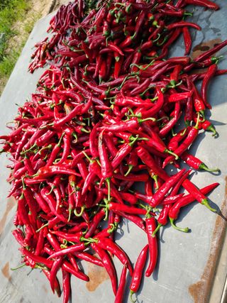 파더곰님의 콩 · 영농일지 작성글 사진