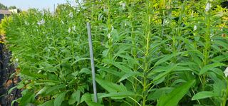 정병화니네농장님의 참깨 · 자유게시판 작성글 사진