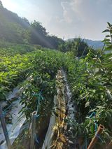 팜모닝 고추·일상 게시글 이미지