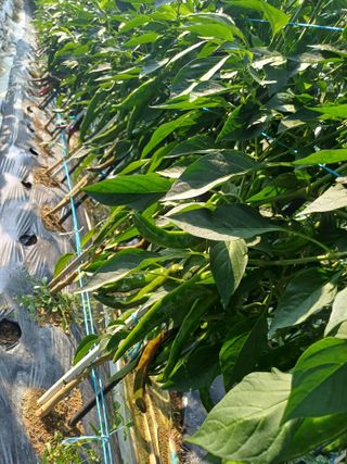 초보퍼머5도2촌준비님의 고추 · 일상 작성글 사진