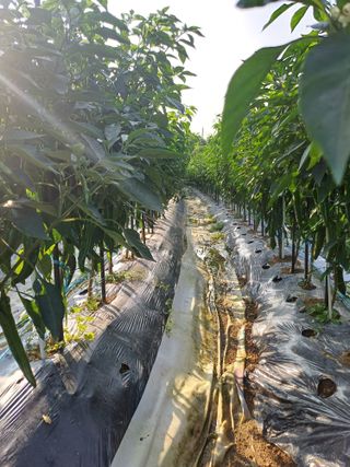 초보퍼머5도2촌준비님의 고추 · 일상 작성글 사진