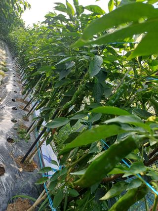 초보퍼머5도2촌준비님의 고추 · 일상 작성글 사진