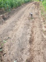 팜모닝 감자·영농일지 게시글 이미지