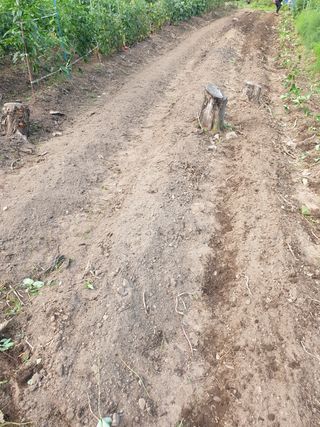 양국헌님의 감자 · 영농일지 작성글 사진