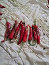 팜모닝 어떤 유기농자재 쓰세요?·참여글 게시글 이미지