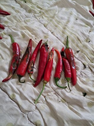 김재희님의 어떤 유기농자재 쓰세요? · 참여글 작성글 사진