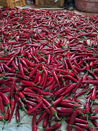 김재희님의 어떤 유기농자재 쓰세요? · 참여글 작성글 사진