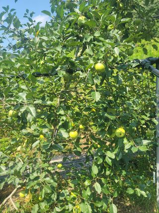 김성명님의 사과 · 영농일지 작성글 사진