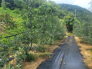 김성명님의 사과 · 영농일지 작성글 사진