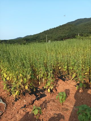 김은숙님의 자유주제 · 자유게시판 작성글 사진