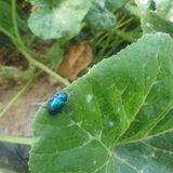 팜모닝 오이·병해충상담 게시글 이미지