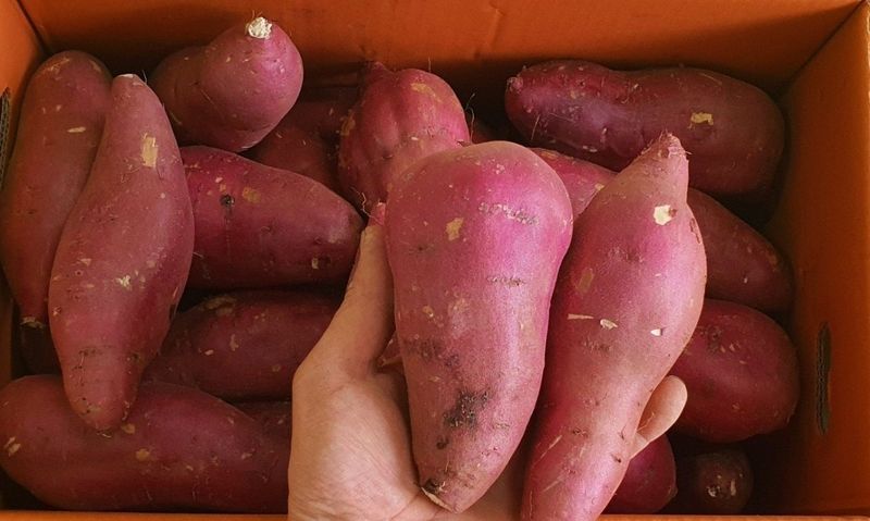 알 수 없음님의 장터 판매 상품 [   꿀밤고구마  5키로ㅡ10키로] 첨부 사진