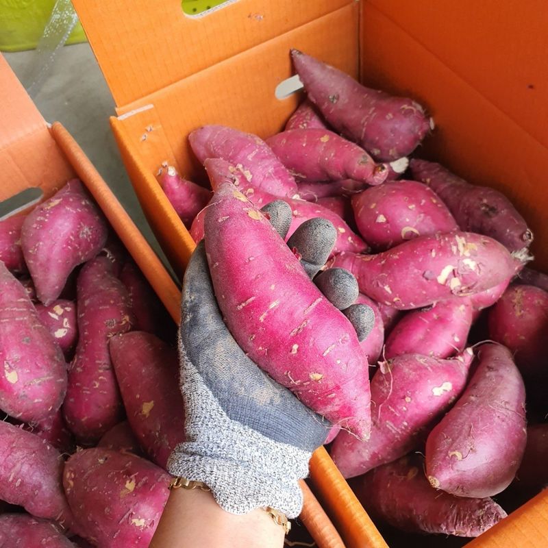 알 수 없음님의 장터 판매 상품 [   꿀밤고구마  5키로ㅡ10키로] 첨부 사진