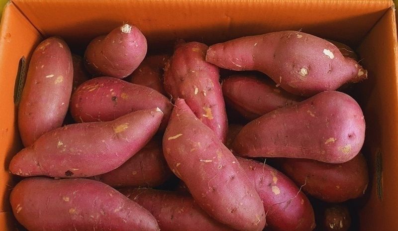 알 수 없음님의 장터 판매 상품 [   꿀밤고구마  5키로ㅡ10키로] 첨부 사진