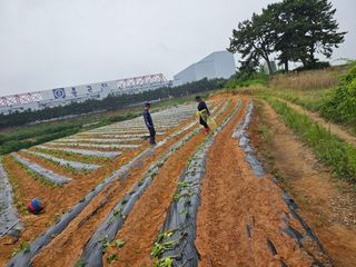 한상숙님의 포도 · 자유게시판 작성글 사진